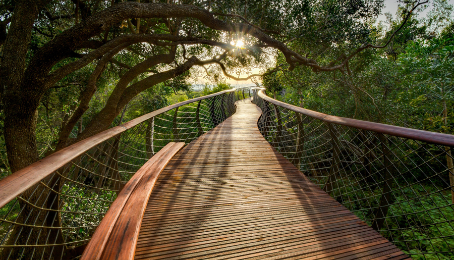 Kirstenbosch Botanical Gardens Boomslang - Tree Canopy Walkway 