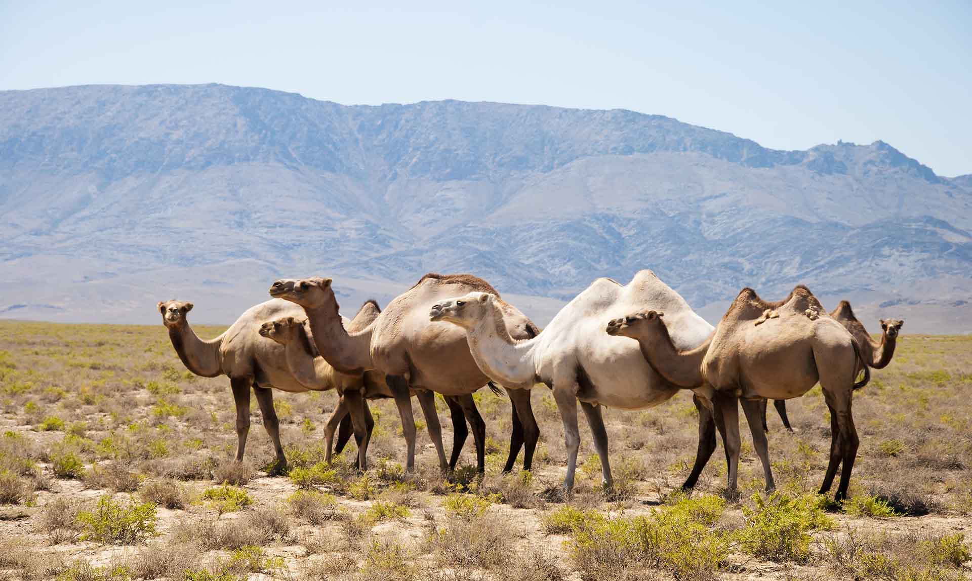 the herd of camels has a rest in mountains (kazakhstan)
