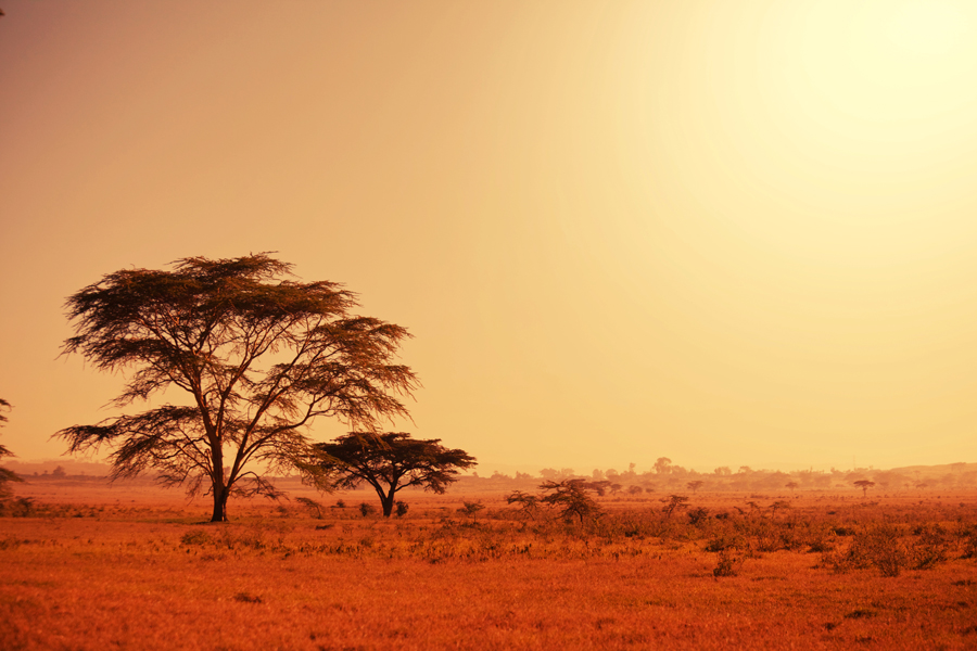 Quiver tree, Landscape of Kalahari desert