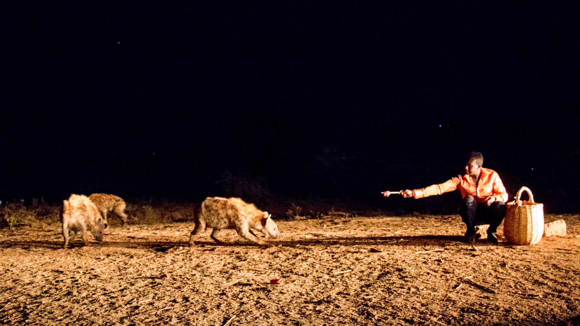 man feeding hyenas at night