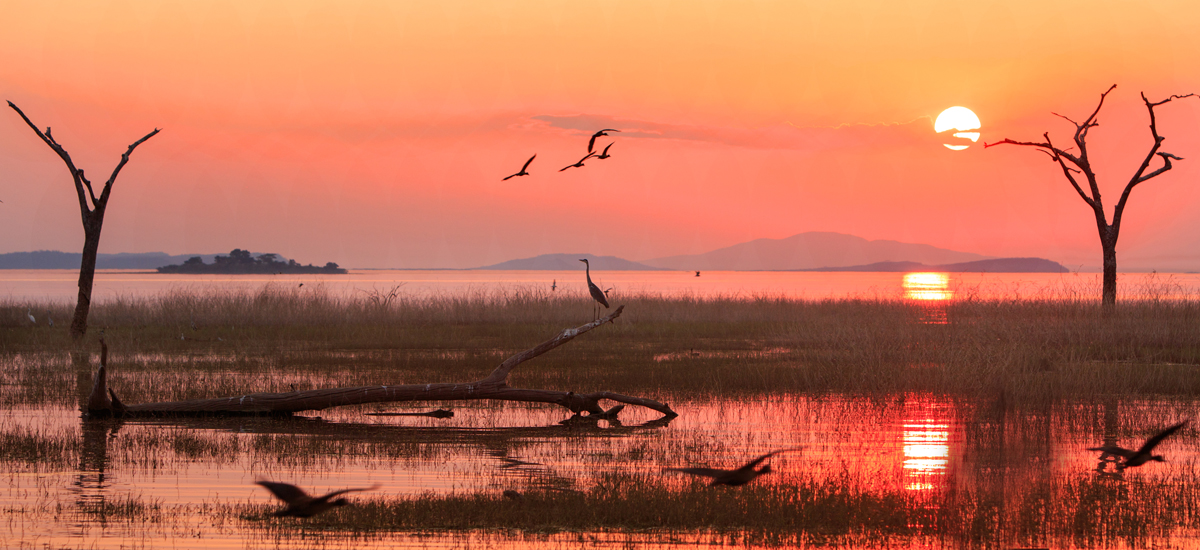 Panorama of a sunset over Lake Kariba with a silhouette of a Grey Heron and Egyptian Geese in flight