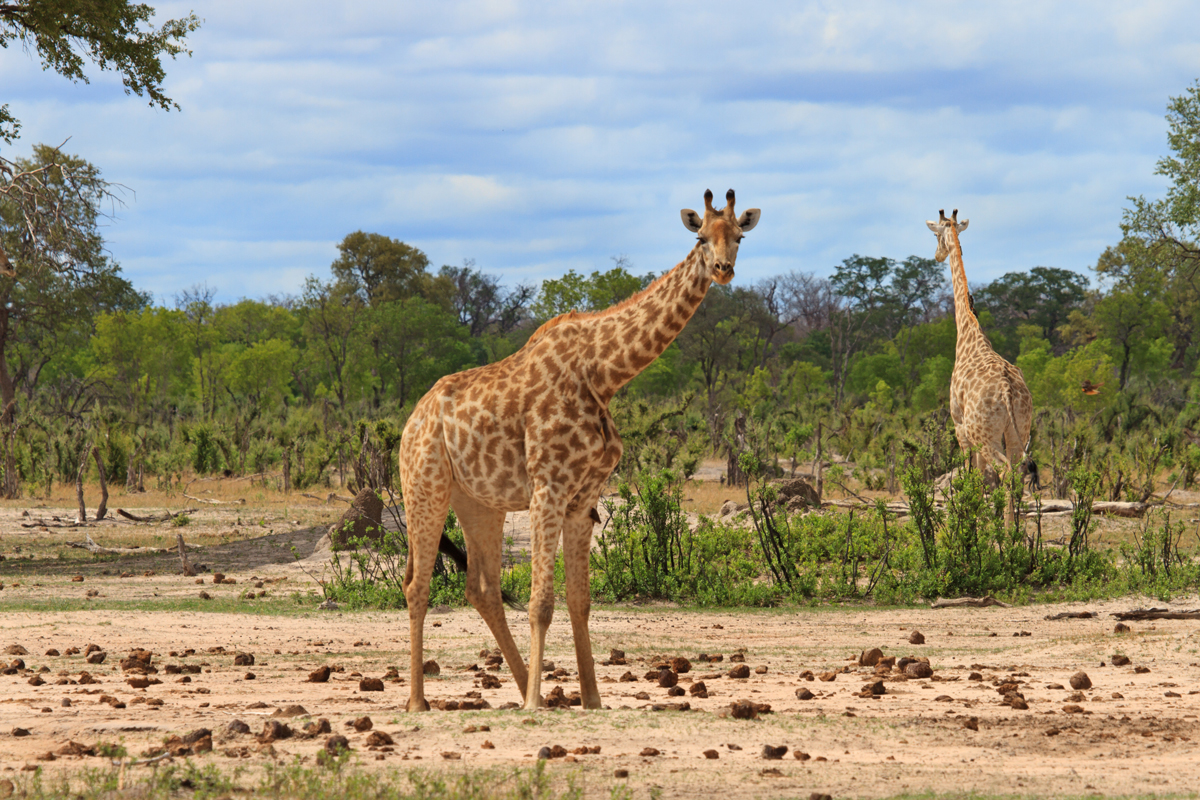 Giraffes in Hwange National Park