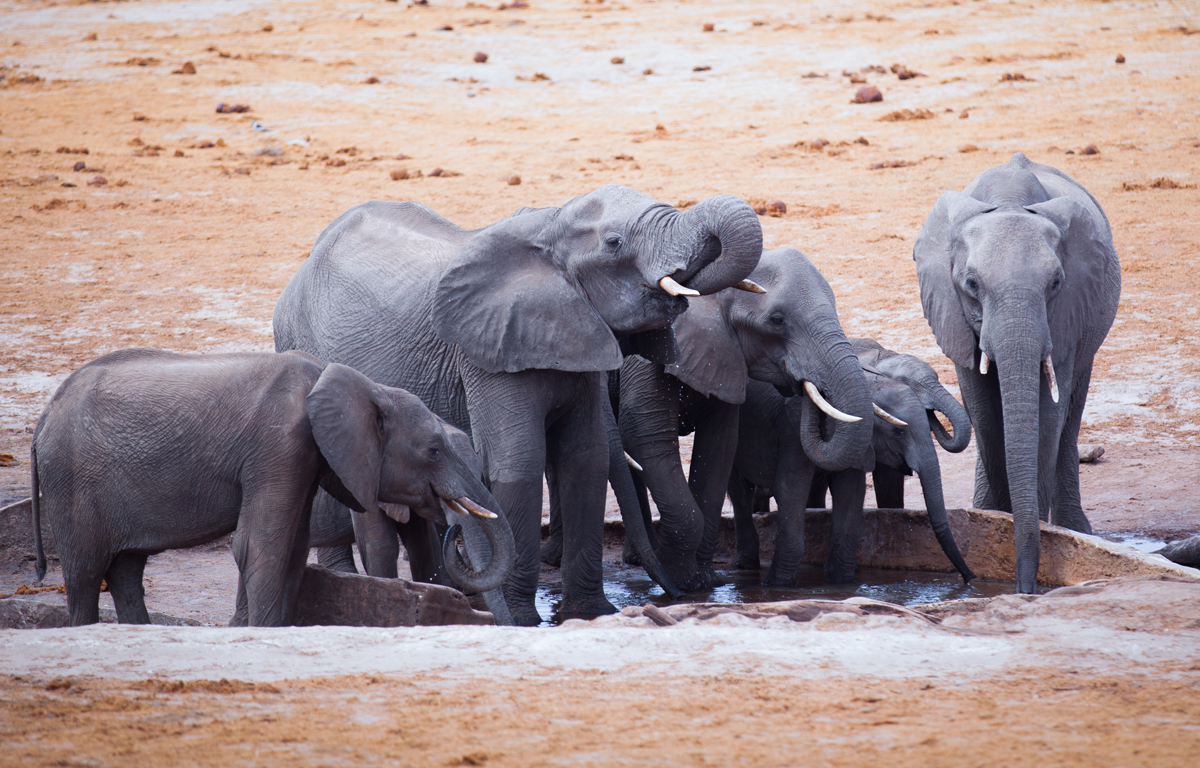 Elephants quenching thirst at African waterhole