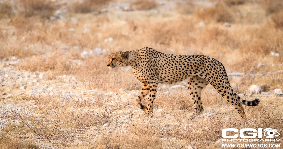 cheetah prowling around