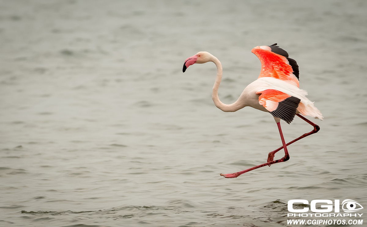 beautiful flamingo in the lagoon at Walvis Bay