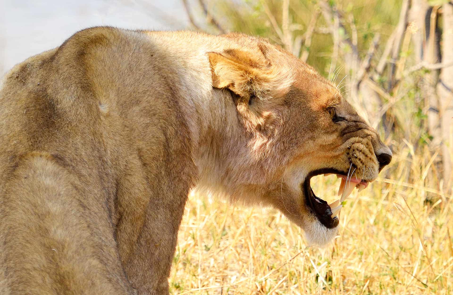 Adult Lioness snarling with teeth showing