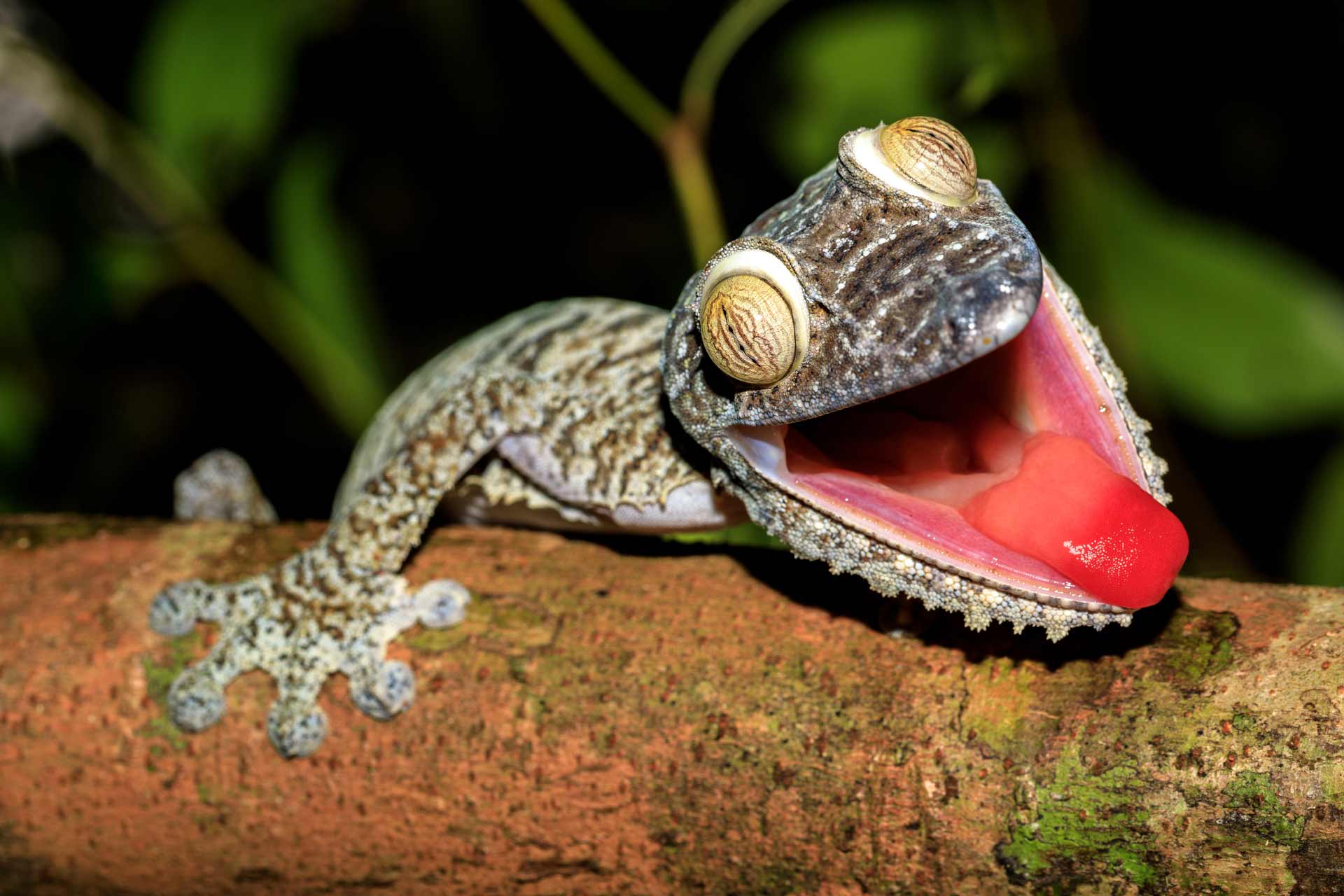 Gecko with opened mouth showing his red tongue as defense against the enemy. Madagascar wildlife and wilderness