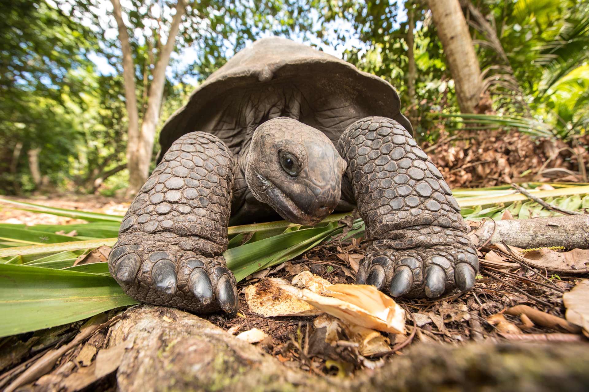 Giant Aldabra tortoise (Aldabrachelys gigantea) on Seychelles island