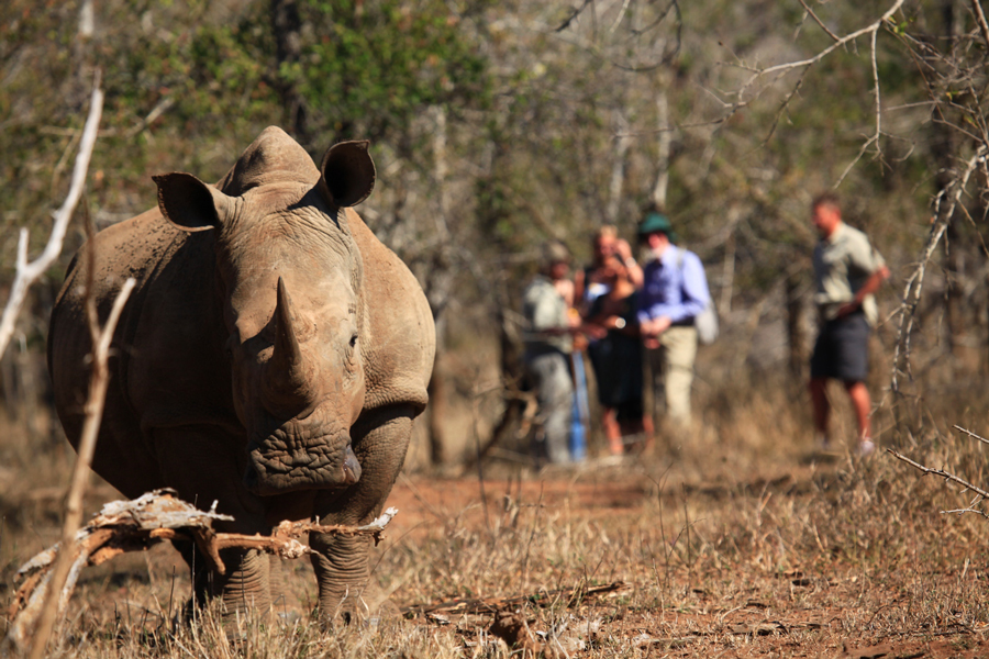 Up close encounter with a black rhino on safari