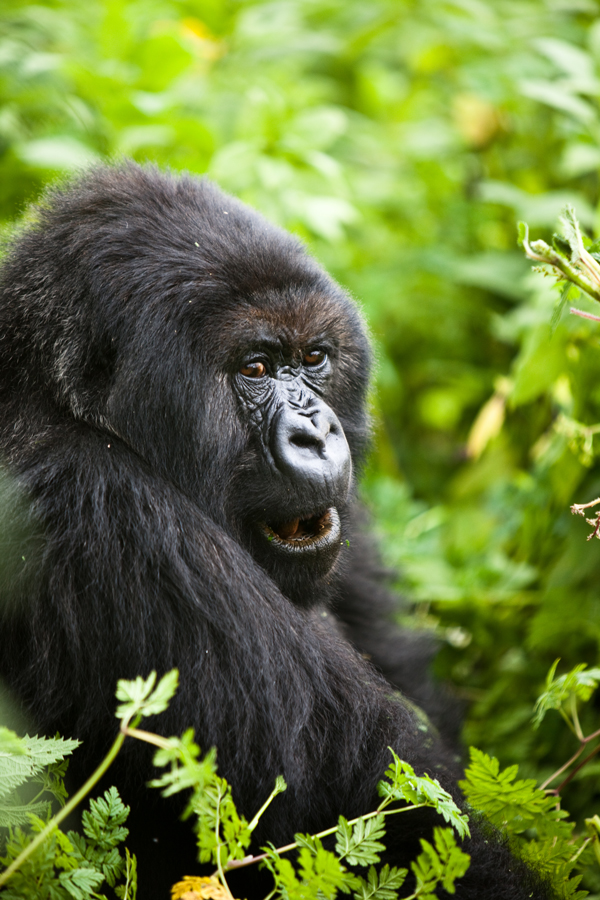 Closeup of a beautiful mountain gorilla seen in Bwindi forest Uganda
