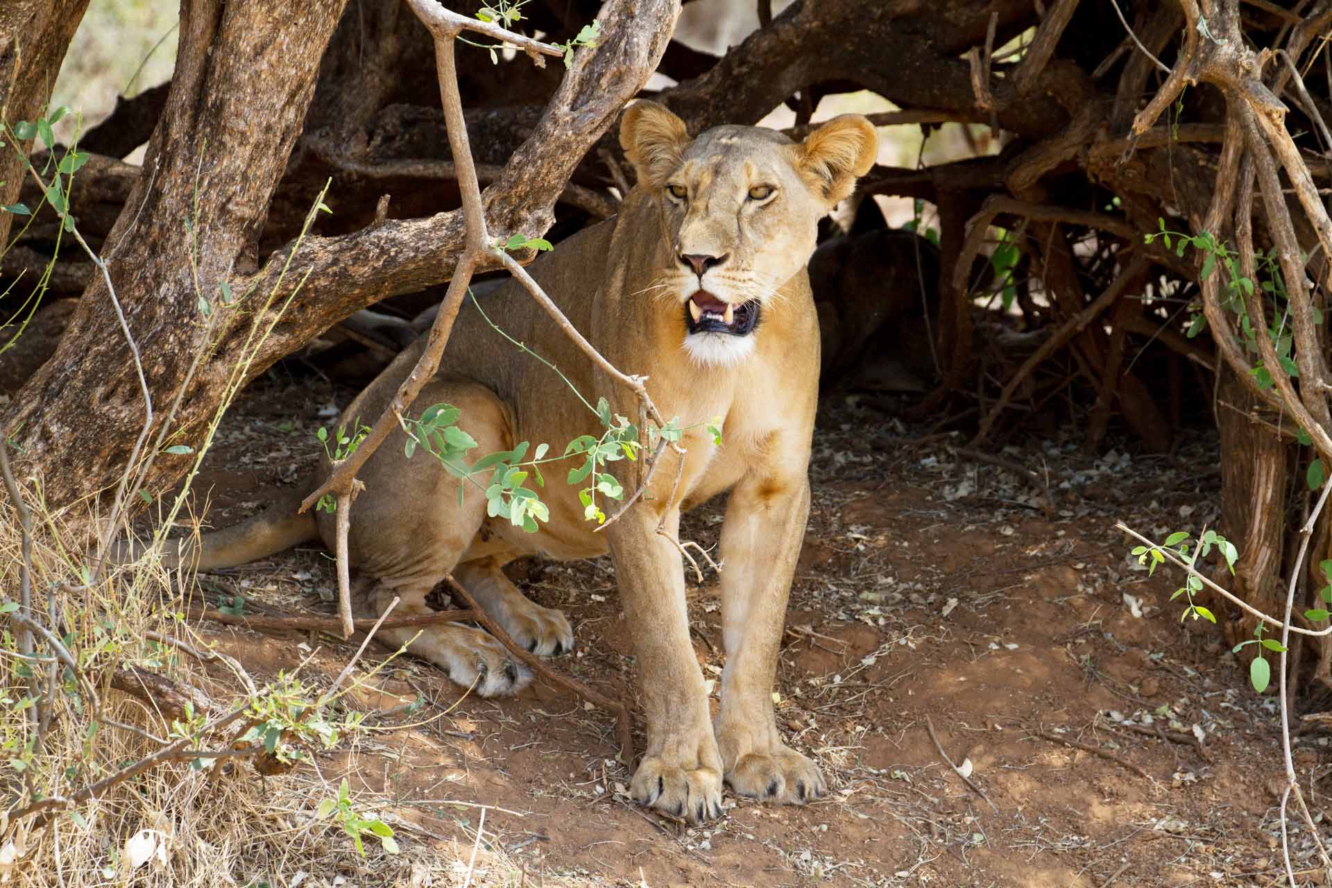 East African lioness, National Park, Kenya