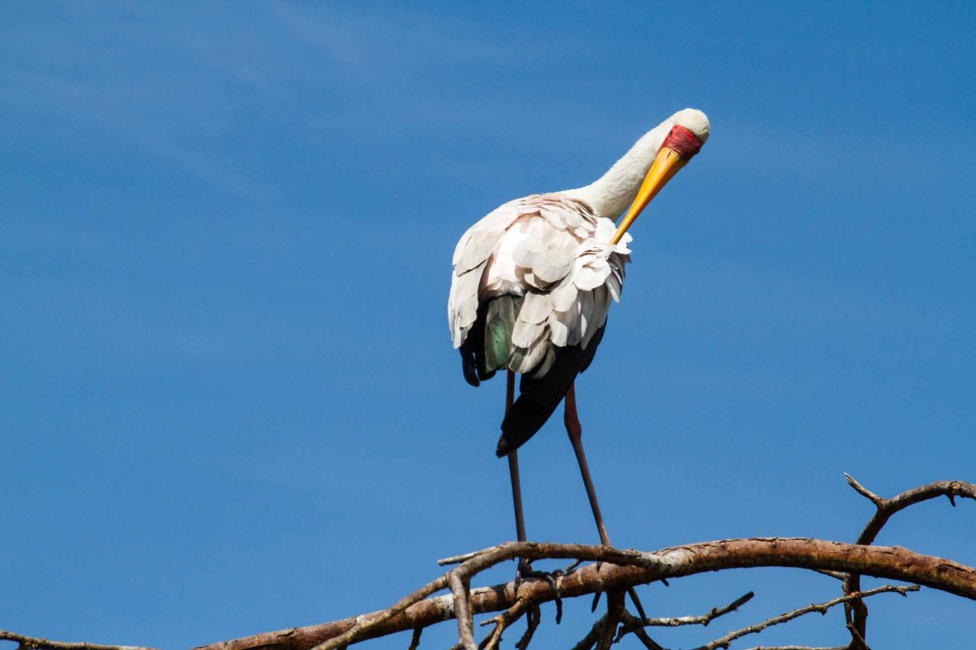 Yellow-billed stork, Lake Naivasha National Park, Kenya