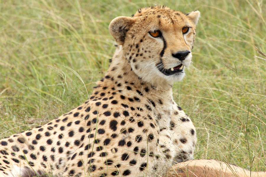 A Cheetah guards its dispatched prey