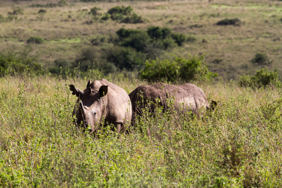 Rhinoceros grazing in a forest