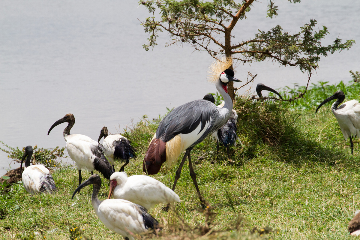 A beautiful crowned crane with other wild life