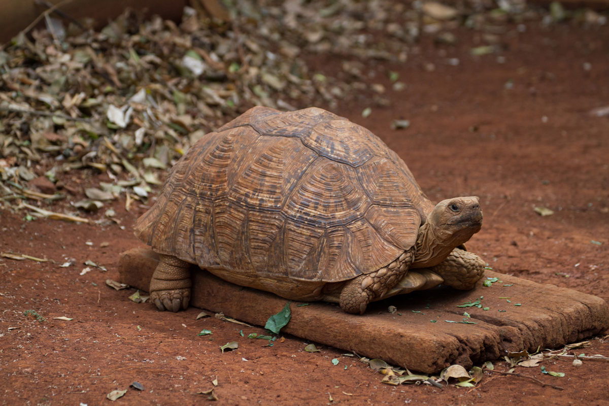 Close up African tortoise resting on wood