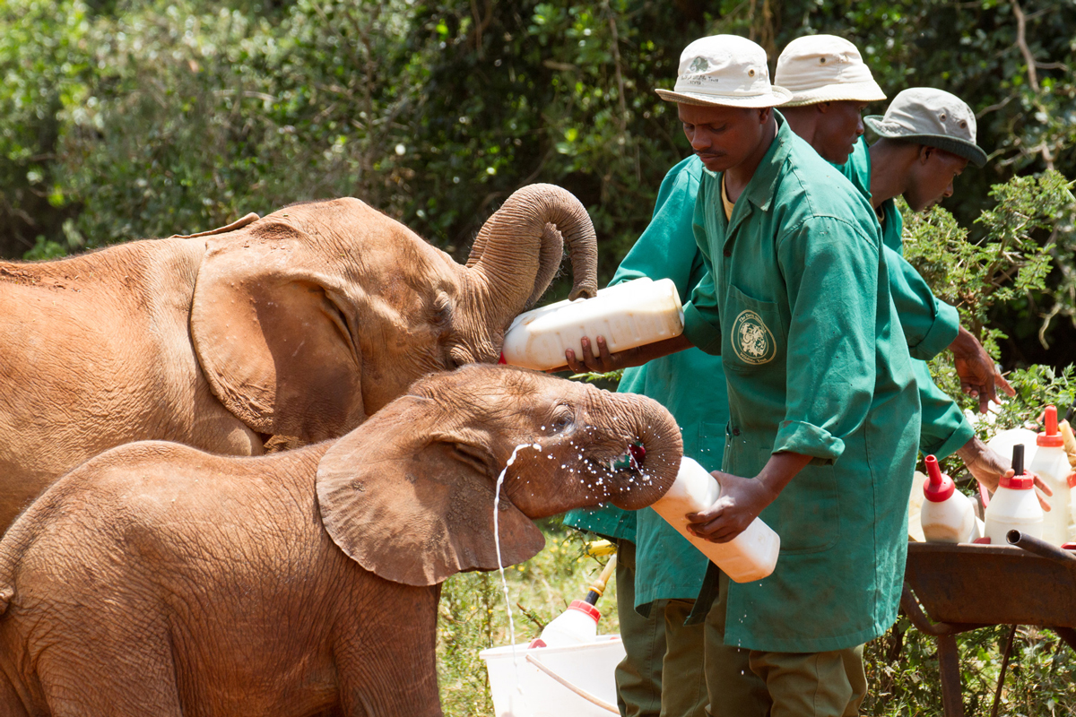 Caretaker giving milk to orphaned baby elephants