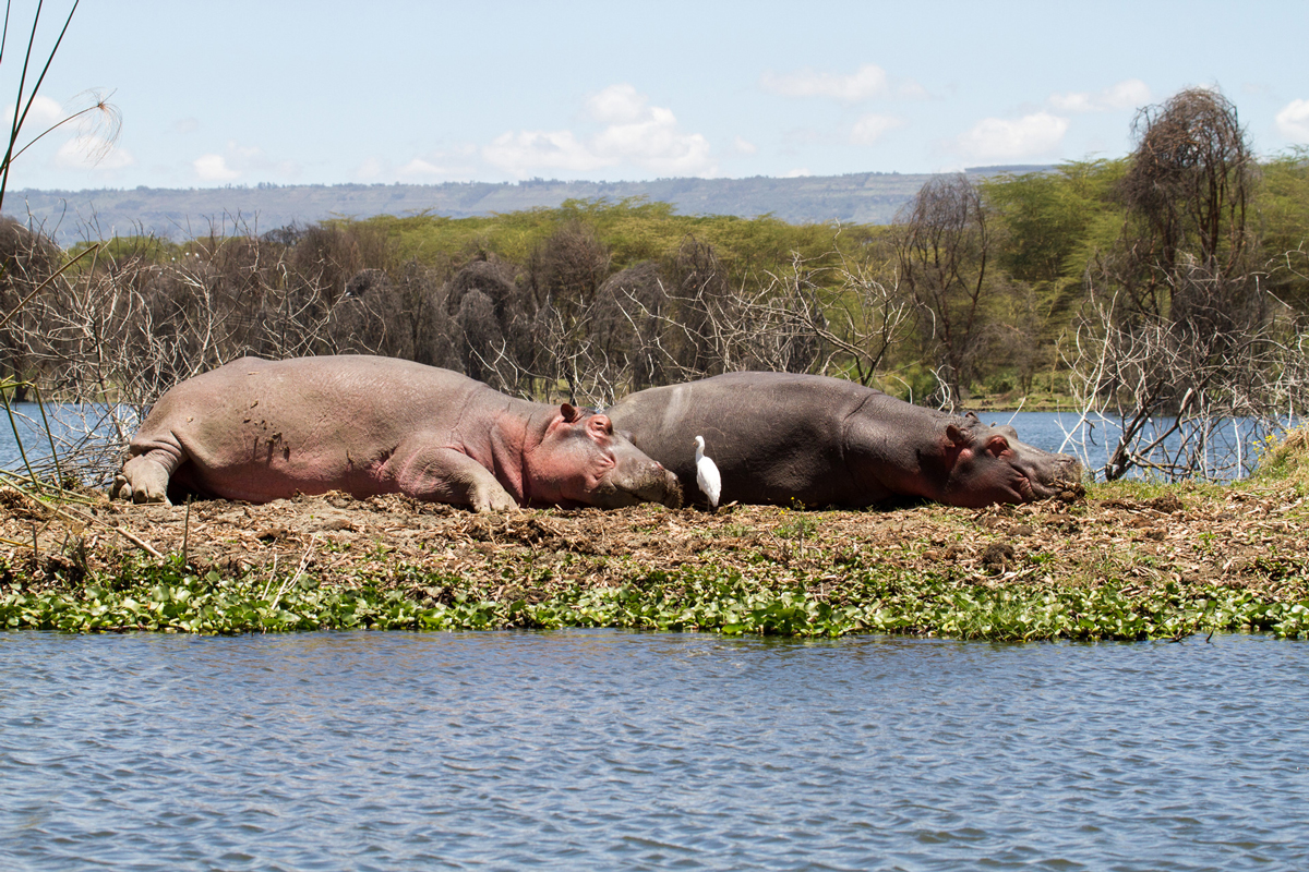 A group of hippos sleeping in the sun next to a waterhole