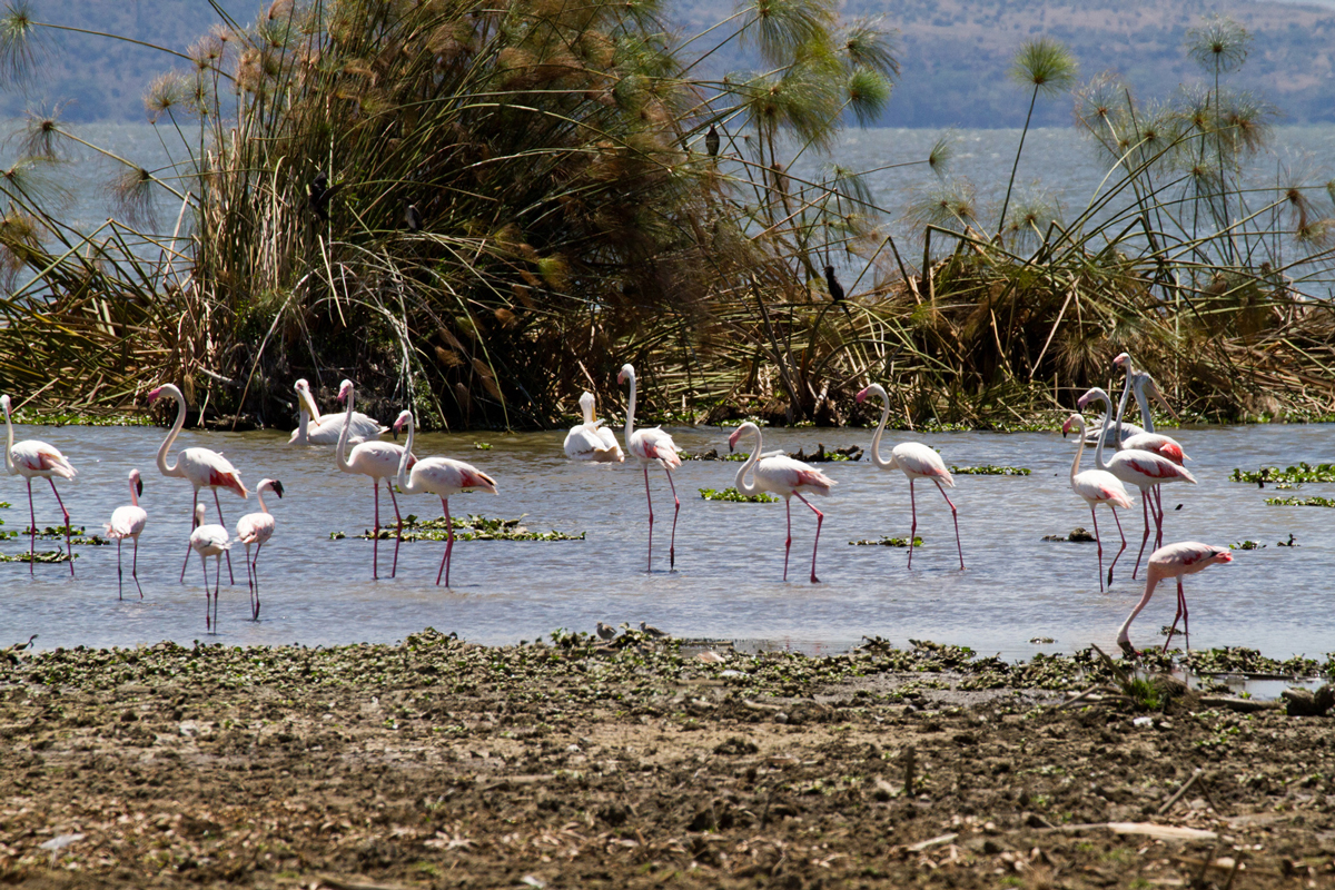 Group of Flamingos feeding in a water hole