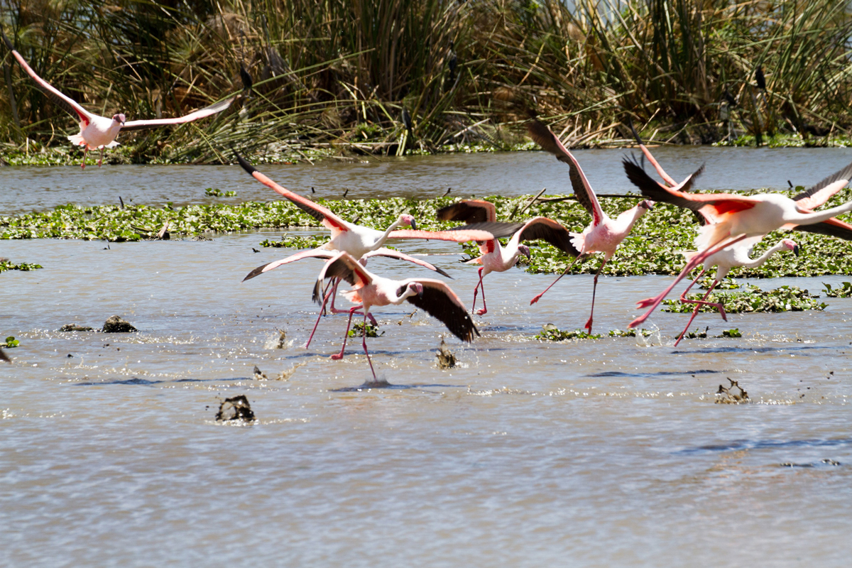 Flamingos in the water ready to fly