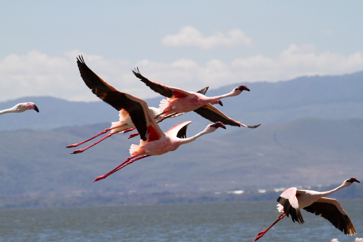 Flock Greater Flamingos in flight