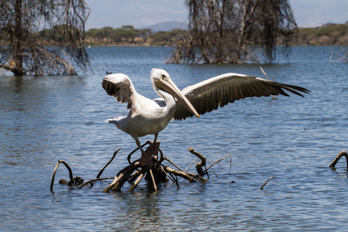Large white pelican standing on a branch