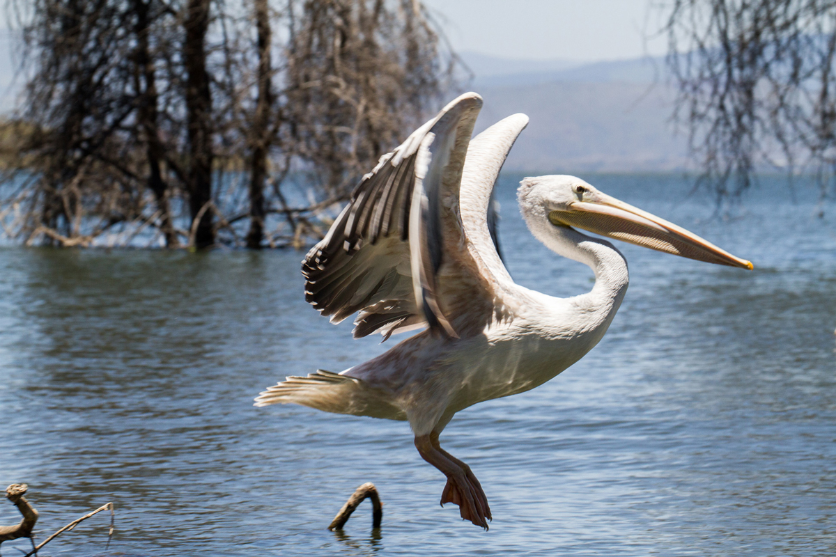 Large white pelican ready to fly