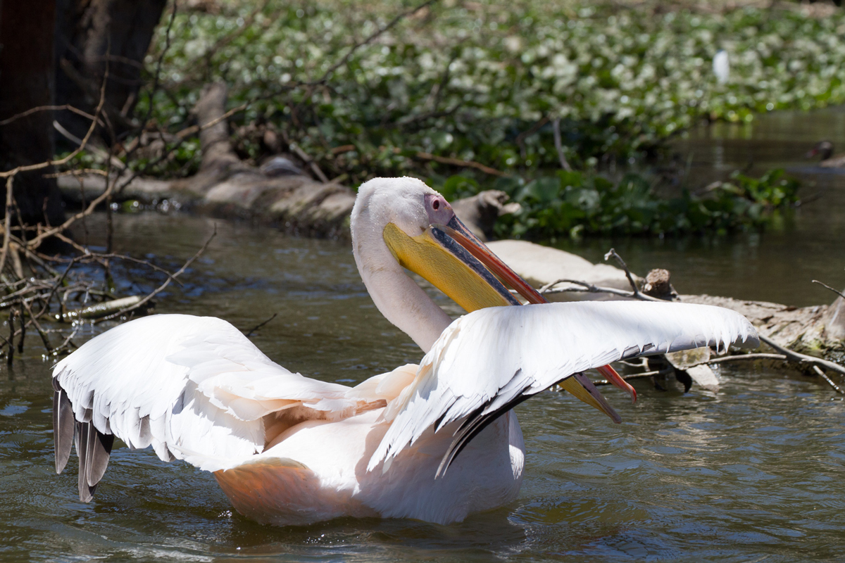 Large white pelican enjoying in the water