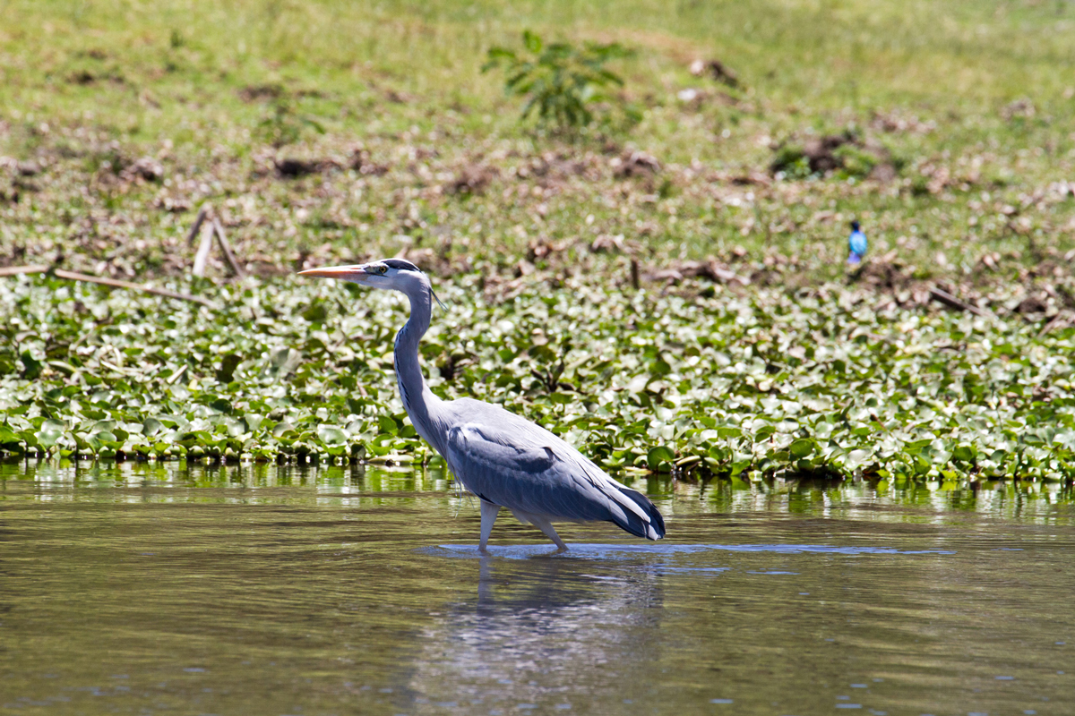 A Grey Heron in a water hole