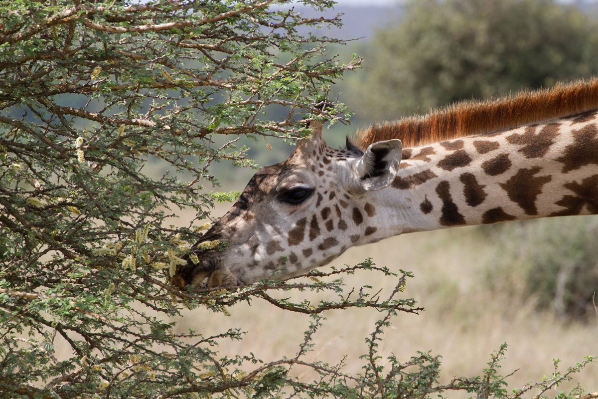 Graceful giraffe eating branch of the tree