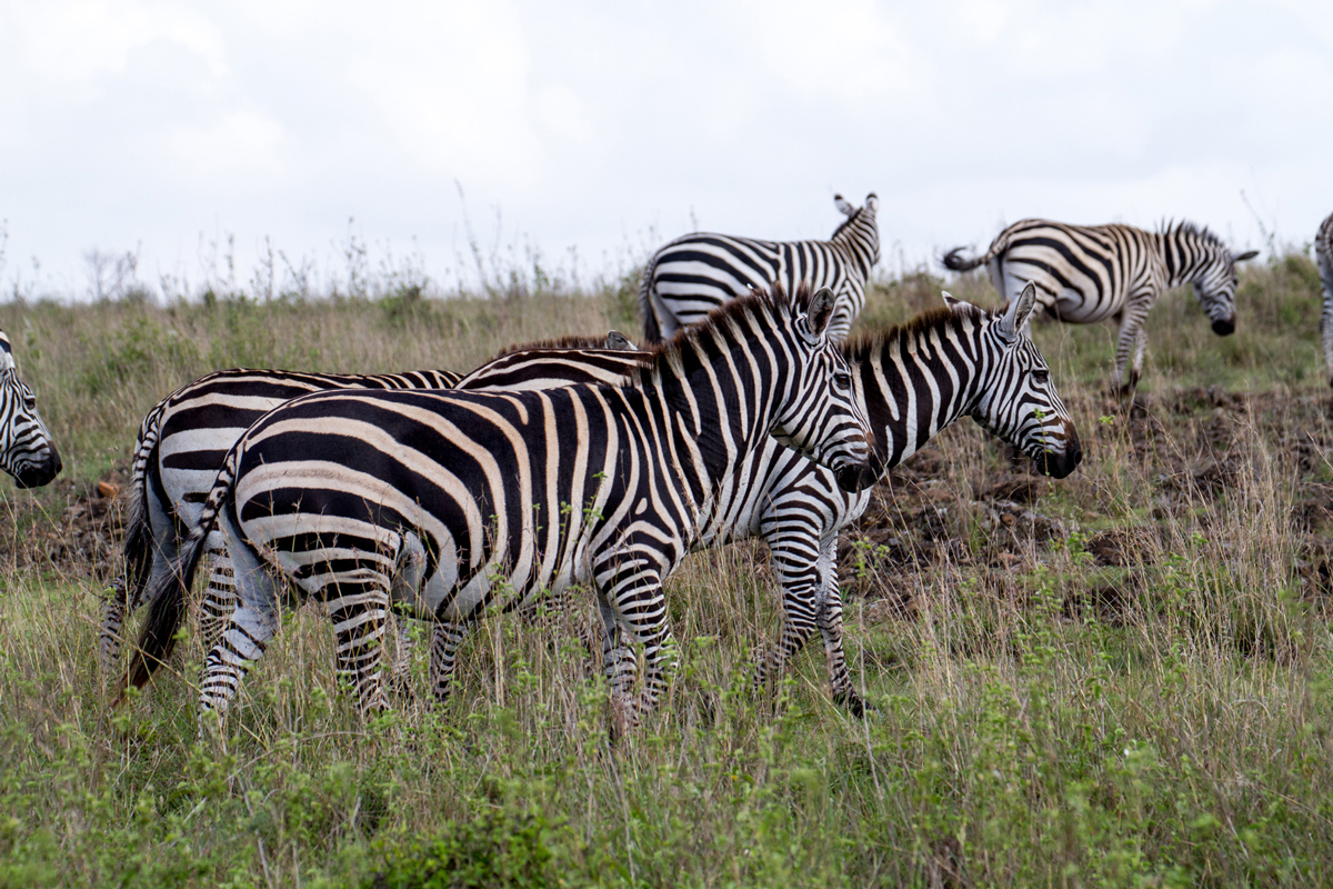 Wild African zebras