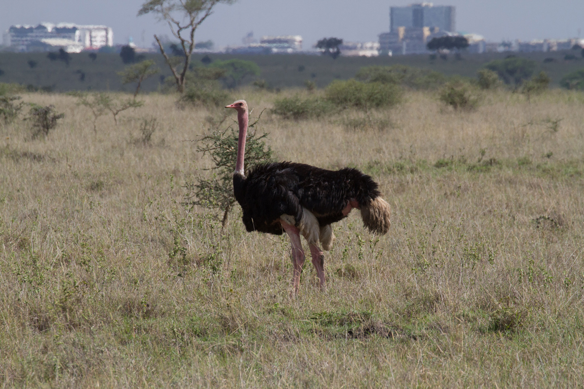 wild ostrich in the bush