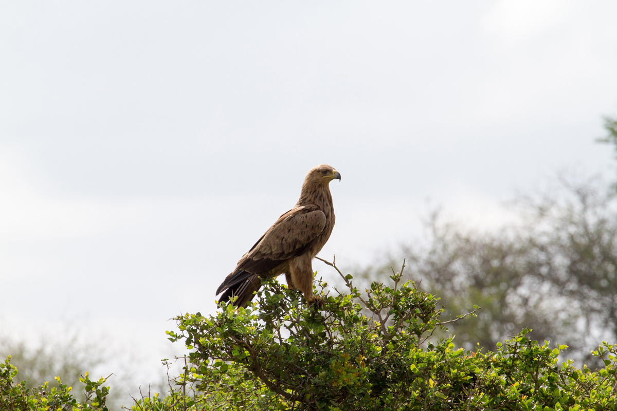 Light phase Tawny Eagle with cloudy sky background perched on tree