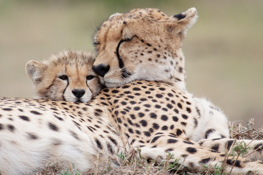 Cheetah mother and cub close up
