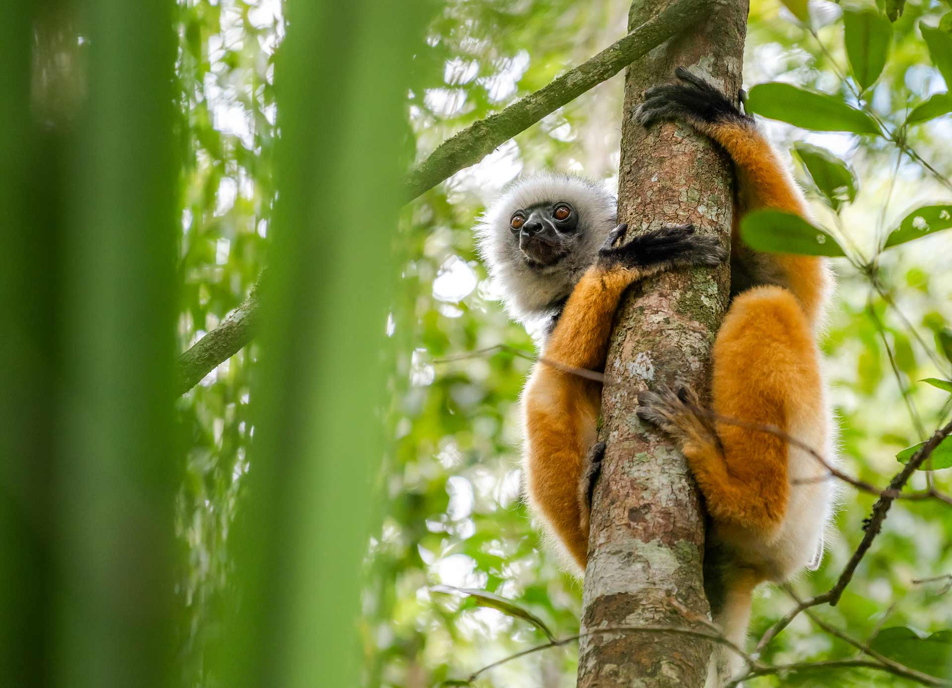 cute Diademed Sifaka Lemur in trees and nature