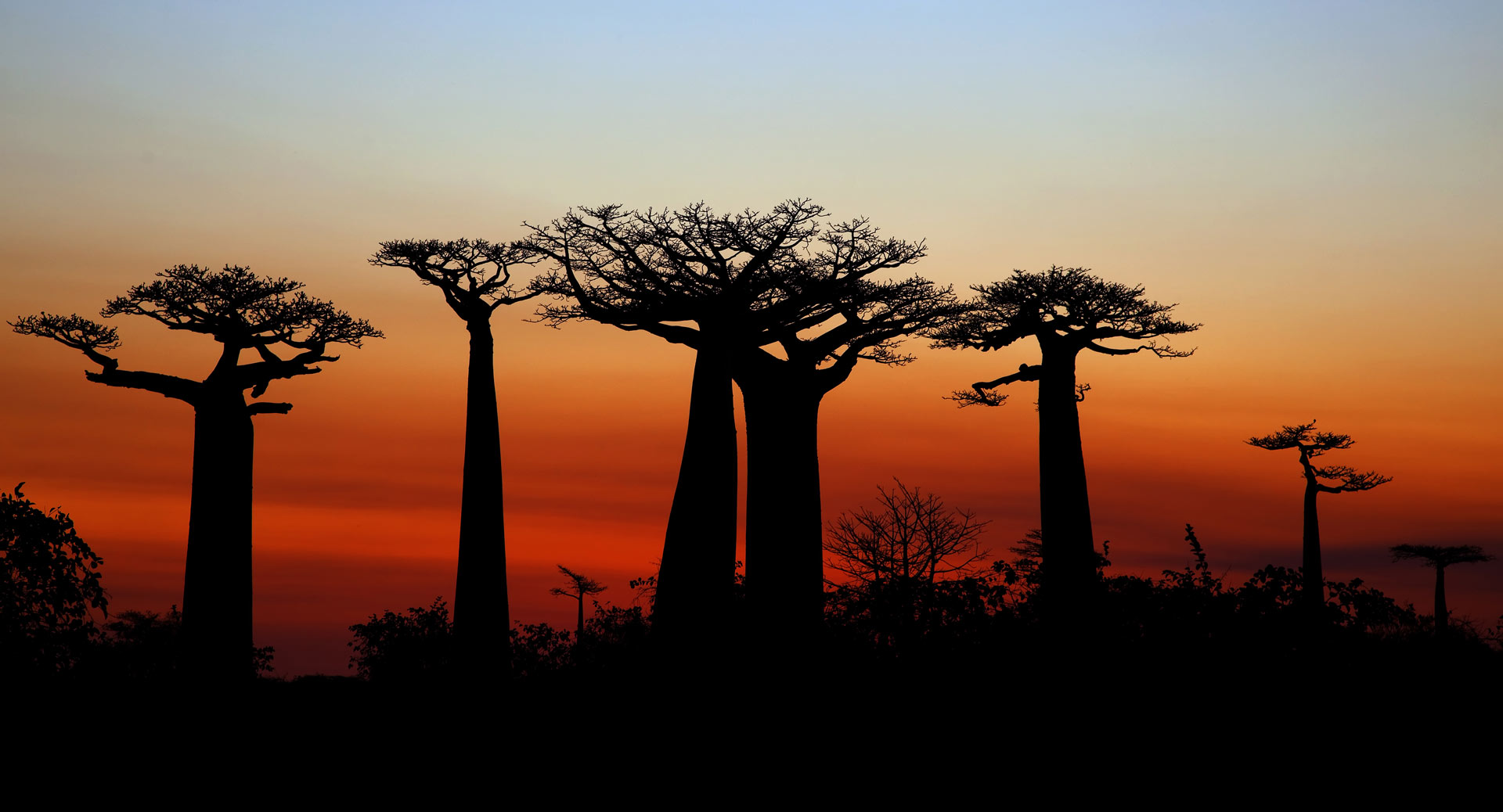 Baobab trees at sunset