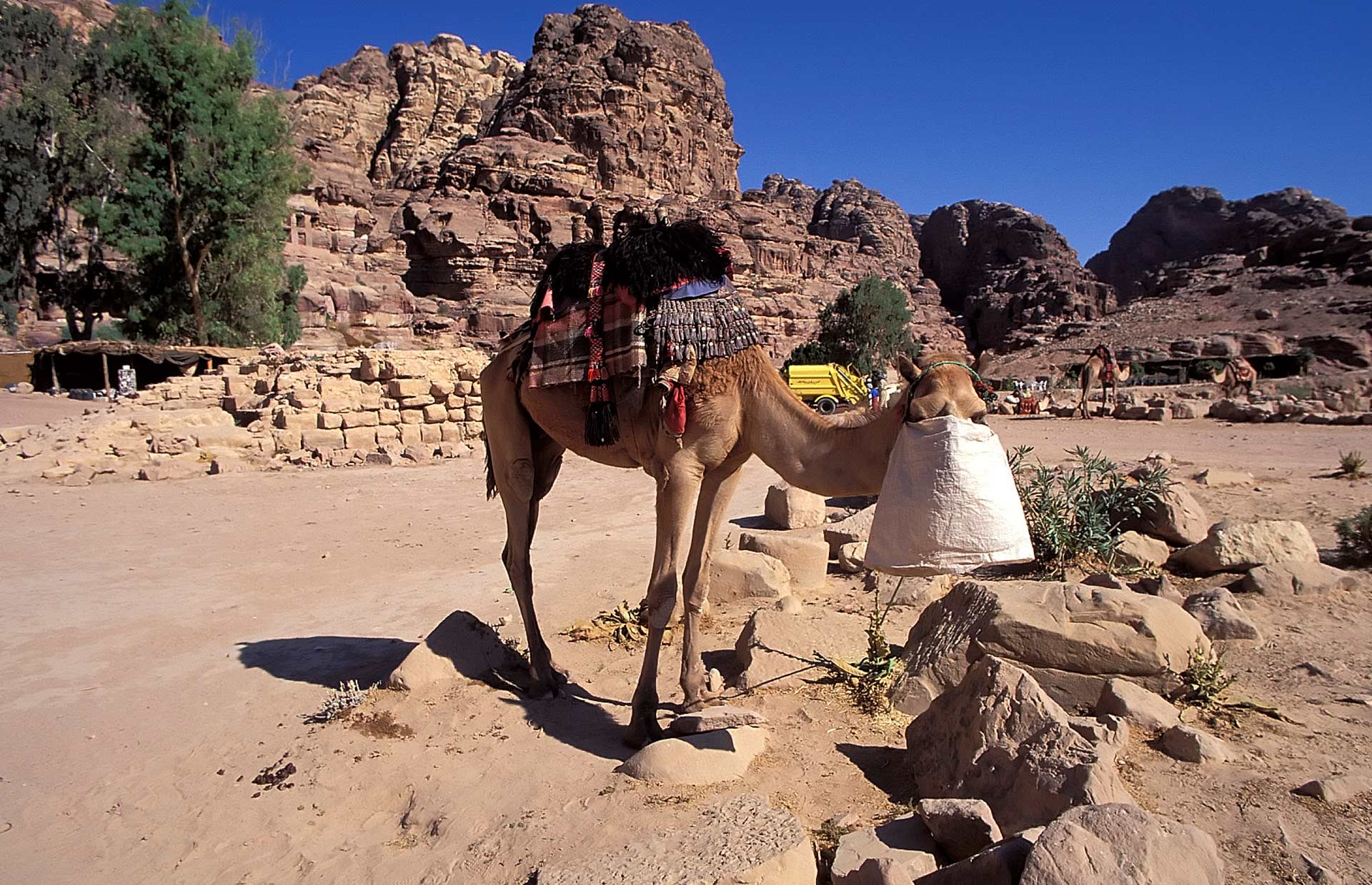 Camel in Wadi Musa, Petra, Jordan