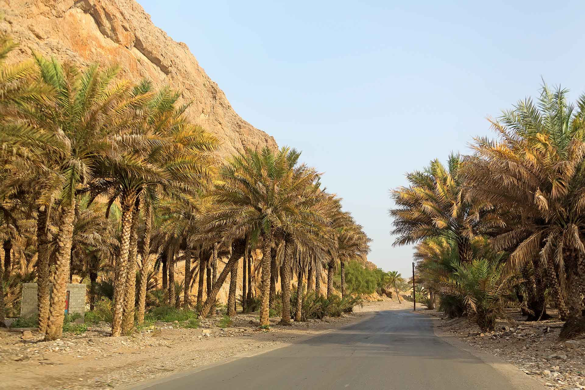 Road with palms in the high omani mountains