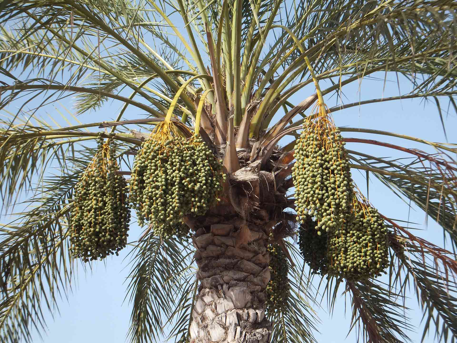 Dates hanging from a date palm tree in Muscat Oman
