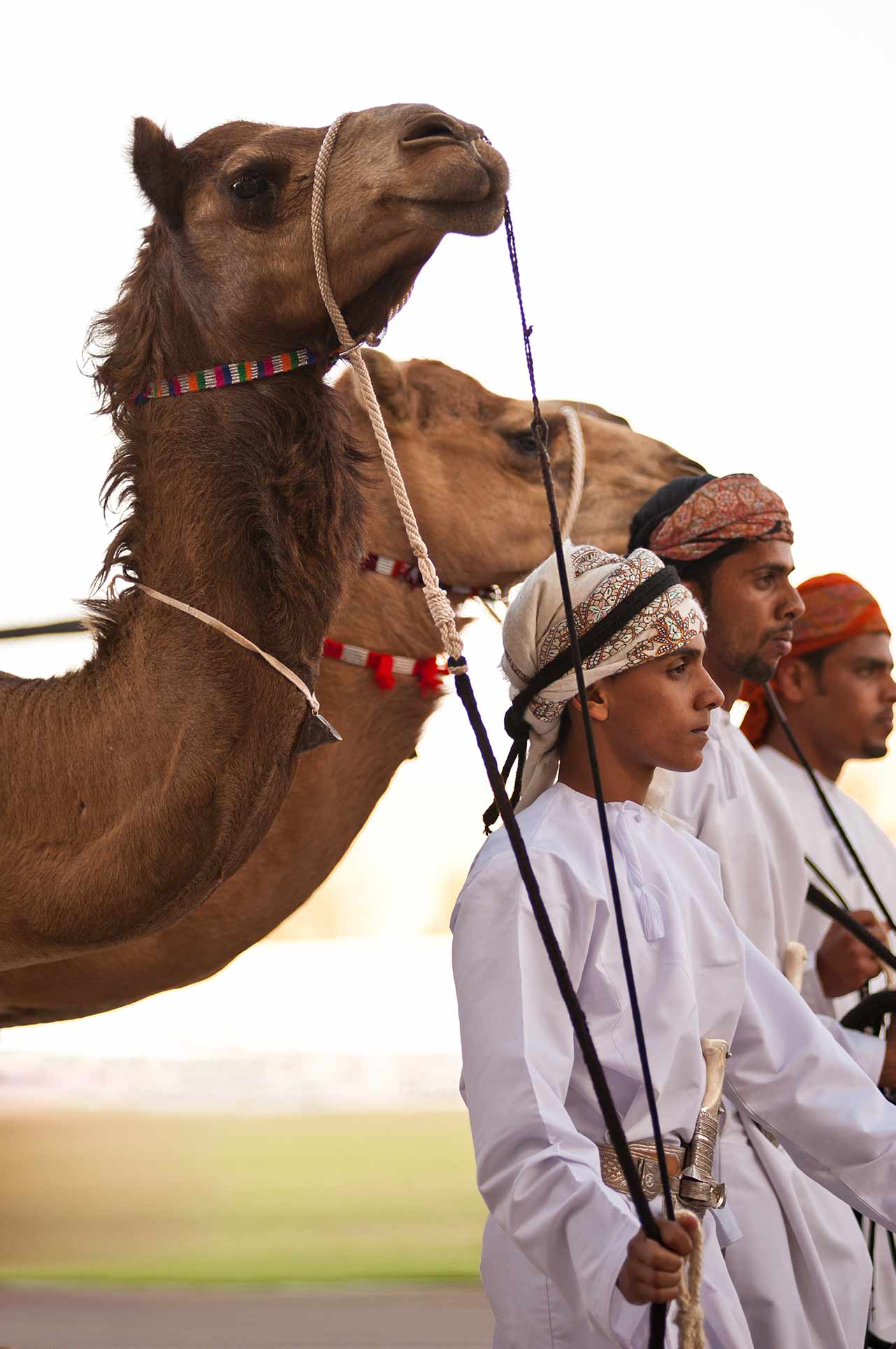 bedouin with their camels,Muscat,Oman