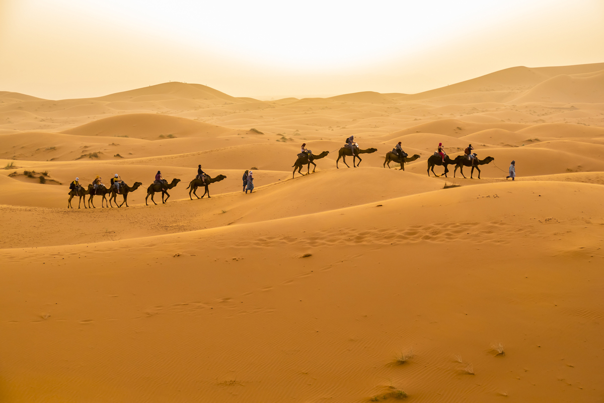 Camels caravan during a tour into the erg at sunset