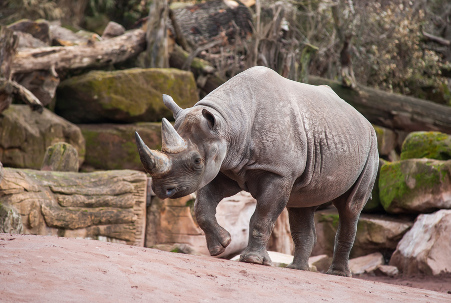 Close-up of black rhinoceros 