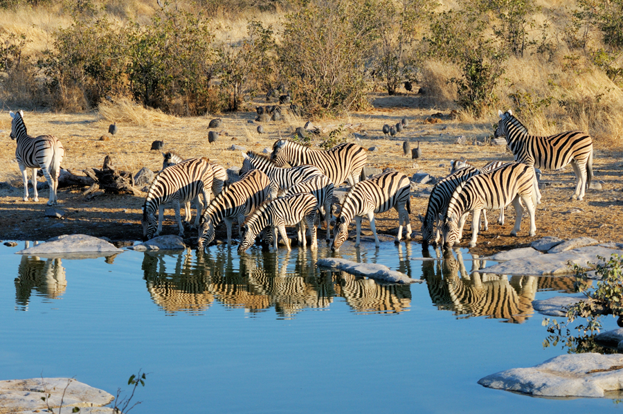 Zebras drinking water, Moringa waterhole, Etosha National Park, Namibia