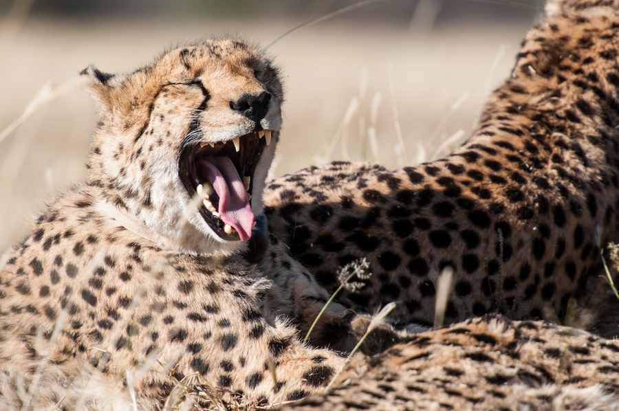 Yawning Cheetah in the private reserve in Namibia