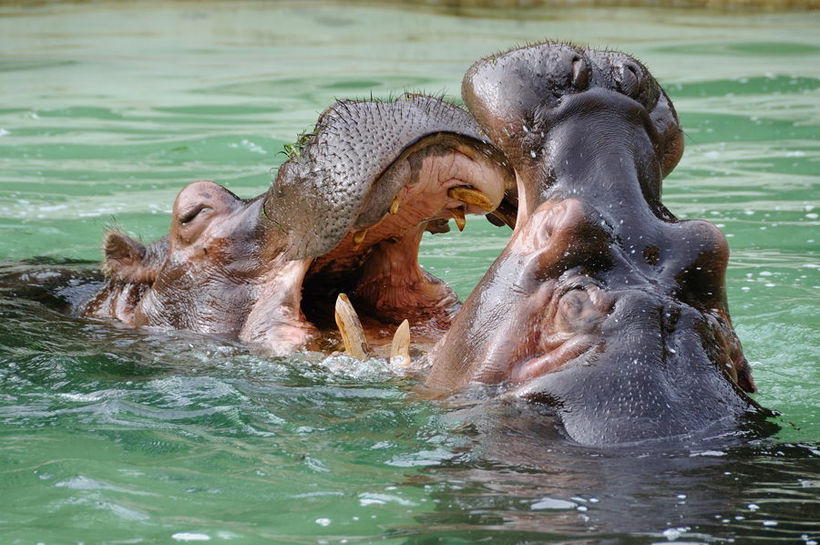 Kissing Hippos