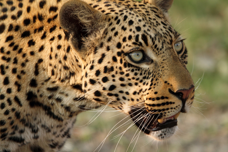 Close-up shot of a young leopard's face as it walks through the Savannah. Chobe National Park