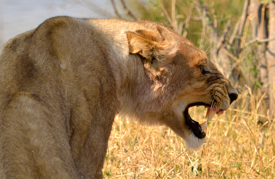 Adult Lioness snarling with teeth showing
