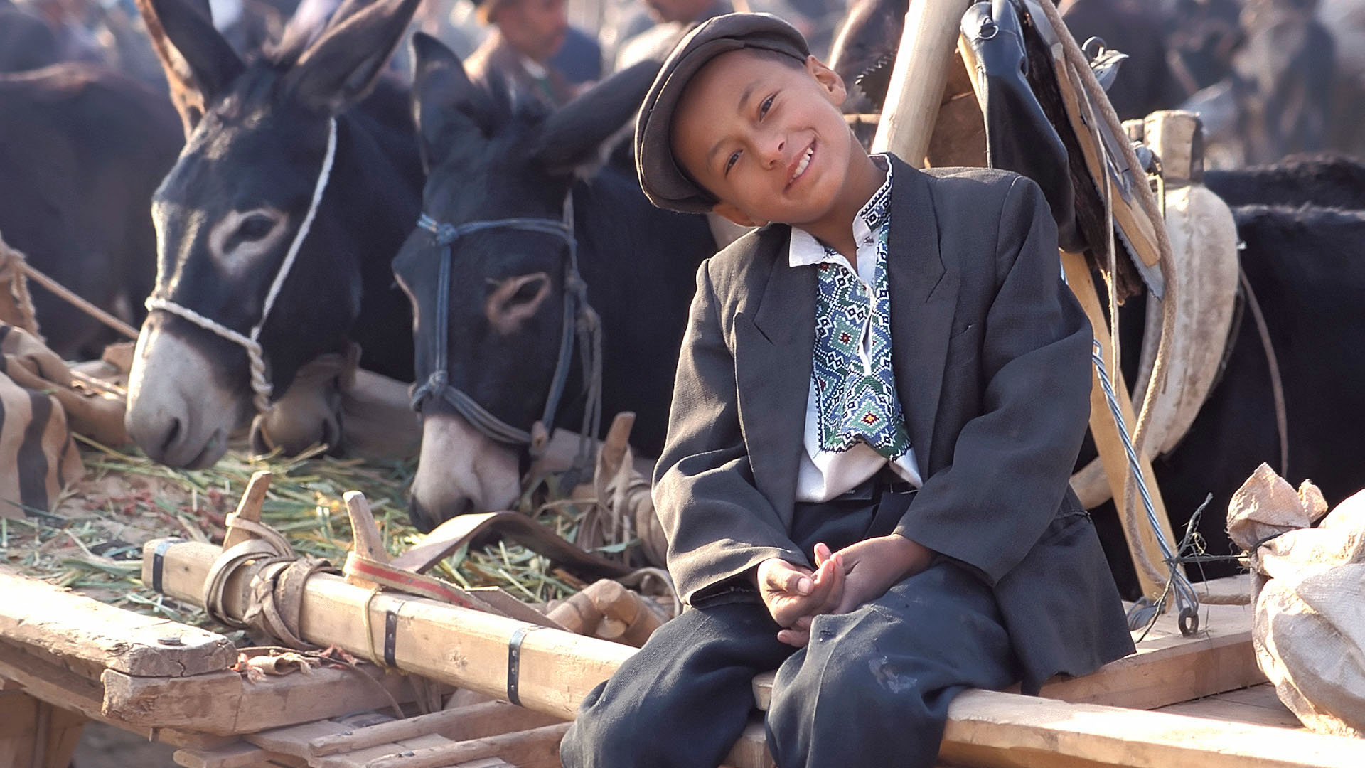 Uyghur boy and mules at the livestock market of the Yekshenba Bazaar (Sunday Bazaar), Kashgar, Xinjiang, China