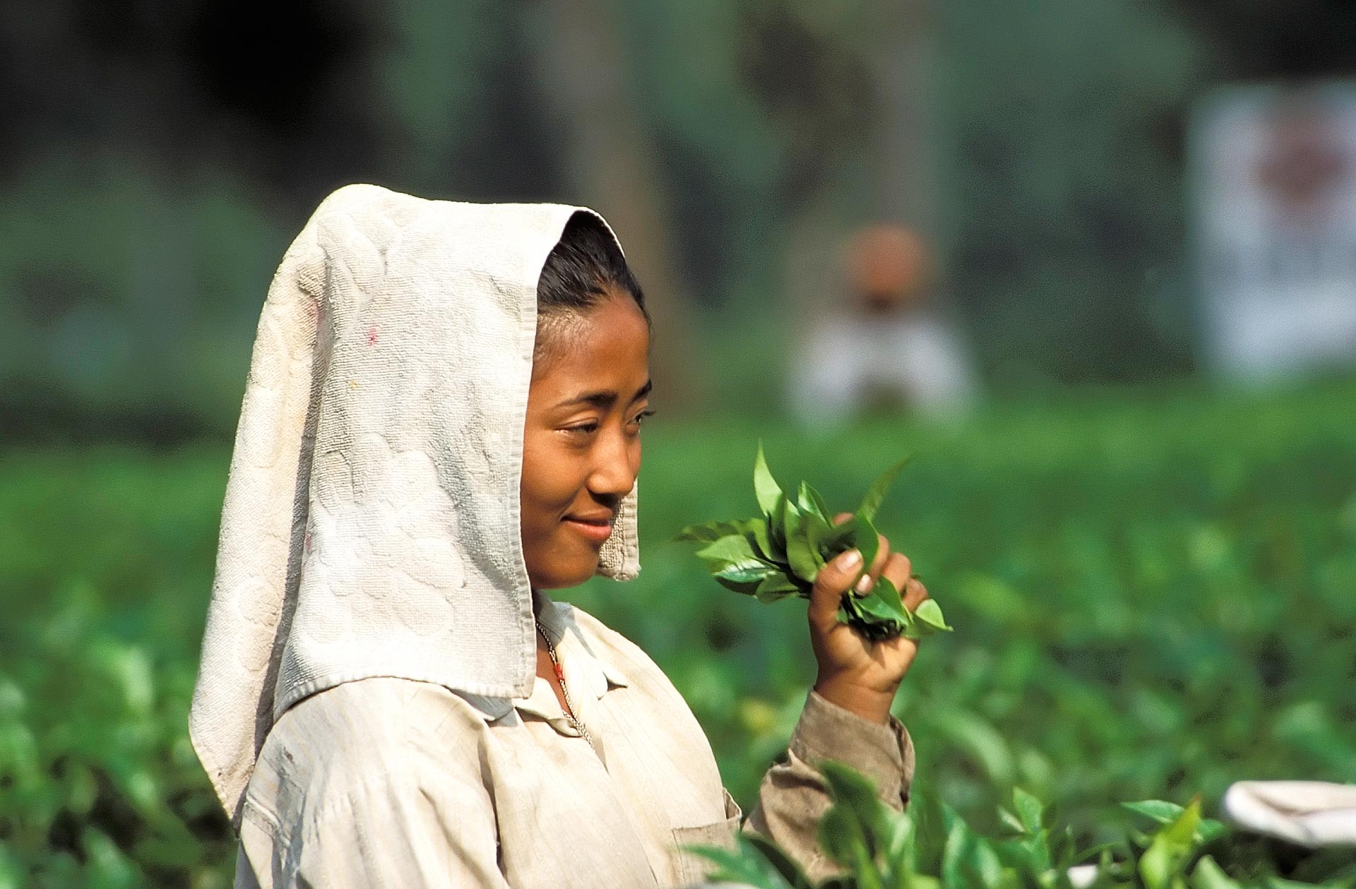 Woman picking tea leaves at the tea plantations, Darjeeling, West Bengal, India