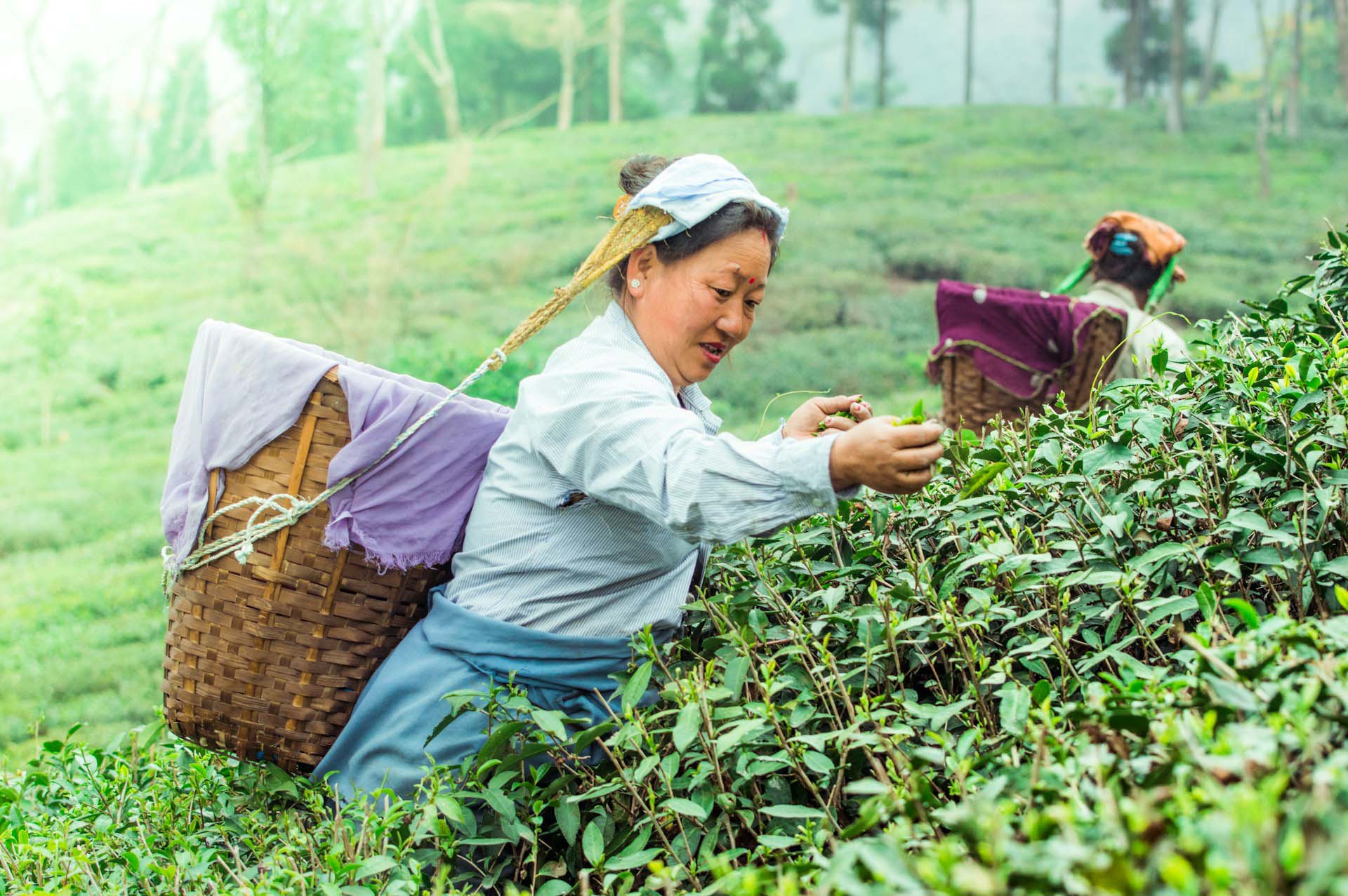 Tea gardens, Darjeeling, India